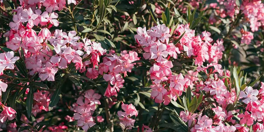 pikrodafni-anthektiki-frontida